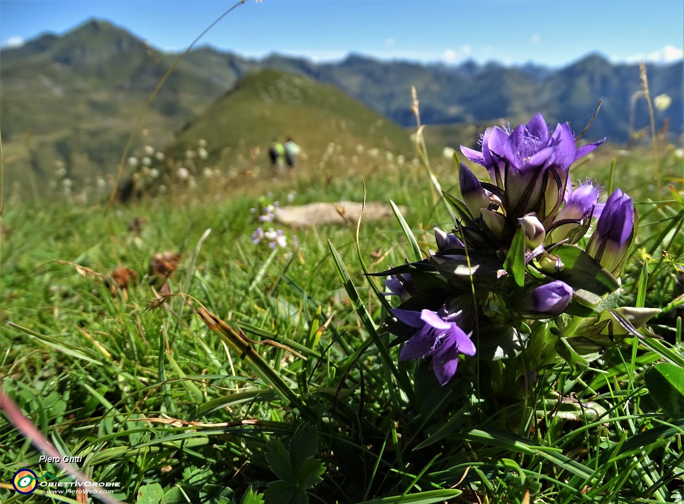 42 Genzianella germanica (Gentianella germanica) con Mincucco.JPG